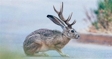 What Is A Rabbit With Antlers Called