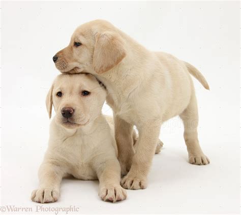 Dogs Yellow Labrador Retriever Puppies 8 Weeks Old Photo Wp23597