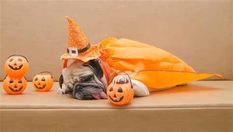 Fun Tips For A Pet Safe Halloween