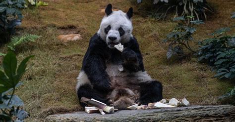 An An Worlds Oldest Giant Male Panda In Captivity Dies At 35 The