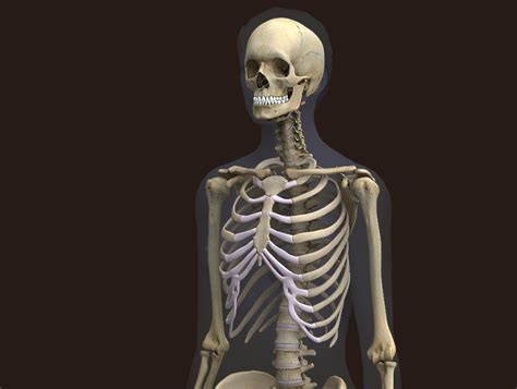 Zygote3d Female Skeleton