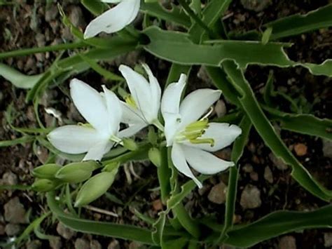 List Of Rare And Endangered Indian Plants Owlcation