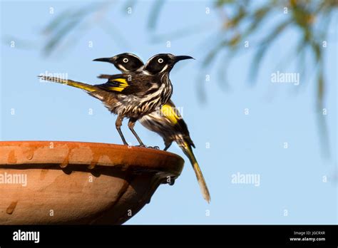 Two New Holland Honeyeater Birds Australia Stock Photo Alamy