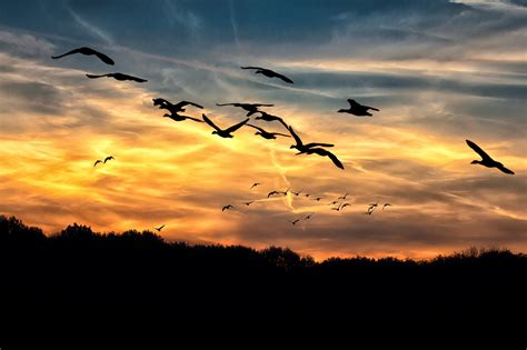 Wild Geese Sunset Autumn Free Stock Photo Public Domain Pictures