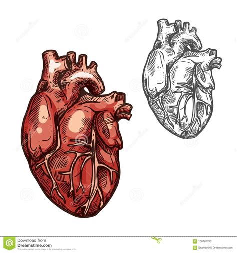 Human Heart Organ Vector Sketch Icon Stock Vector Illustration Of