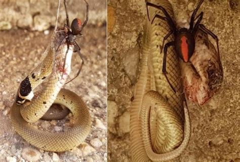 Australian Snake Eating Spider