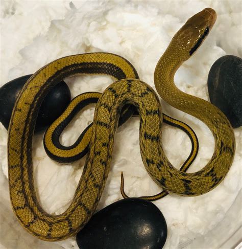 Het Hypo Chinese Beauty Rat Snake By Prairieland Herp Morphmarket