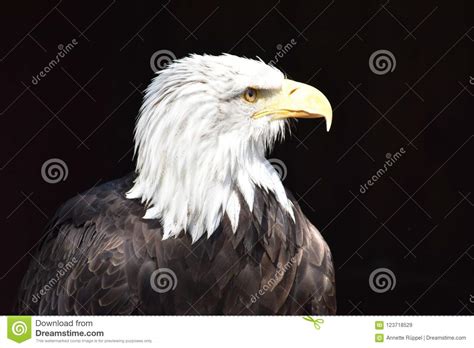 Wonderful Majestic Portrait Of An American Bald Eagle With