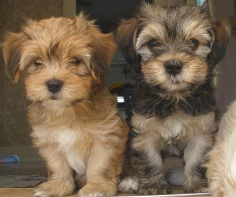 Such Good Dogs Breed Of The Month Havanese