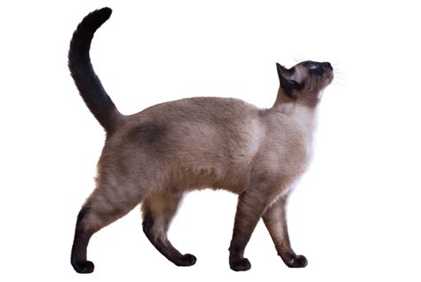 13 Sleek Facts About Siamese Cats Mental Floss Siamese Cats Facts