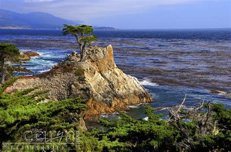 Iconic Lone Cypress 17 Mi Pebble Beach Caryn Esplin Fine Art