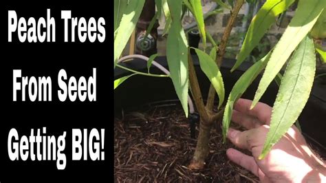 Growing Peach Trees From Seed 9 Months Youtube