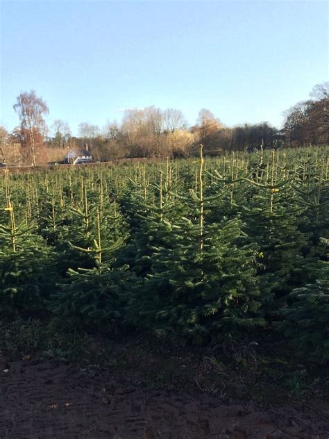 Festive Forestry Field Warwickshire Christmas Tree Farm