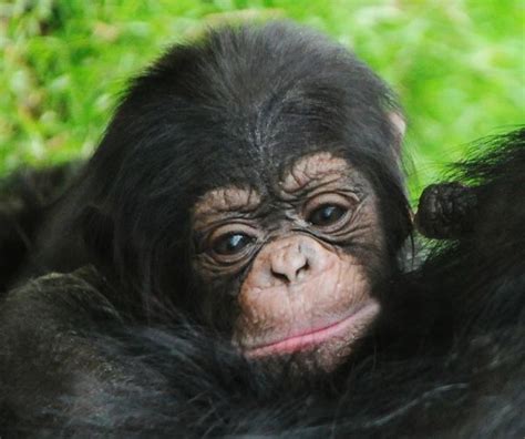 New Pictures North Carolina Zoos Baby Chimp Zooborns