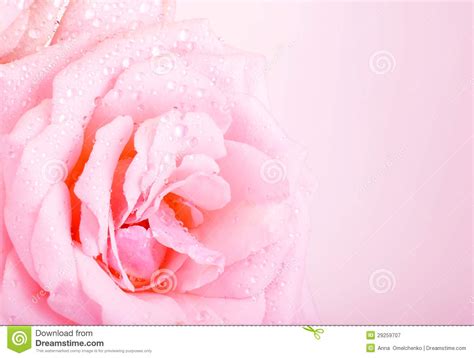 Unduh Abstract Pink Rose Background Terbaru Hd Background Id