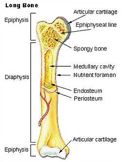 Structure of long bone although there are many different types of bones in the skeleton, we will discuss the different parts of a specific type of bone optional activity: Illu long bone.jpg