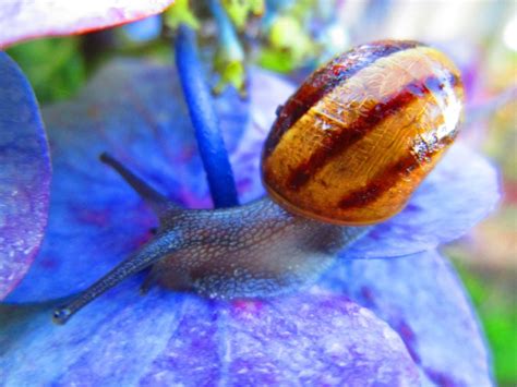 Snail On Flower Smithsonian Photo Contest Smithsonian Magazine
