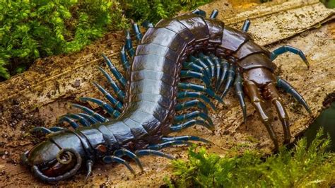 Top 10 Most Terrifying Insects In The World Youdontknow Centipede