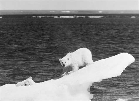 Polar Bear Cubs Photograph By Granger Fine Art America