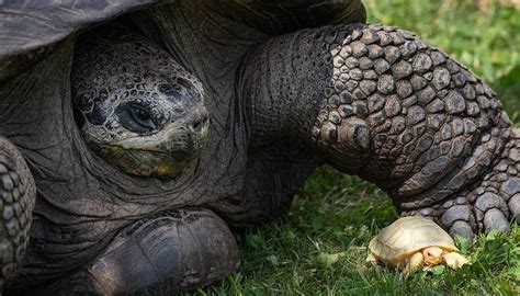 Pequeña Tortuga Blanca Es La Primera De Su Especie