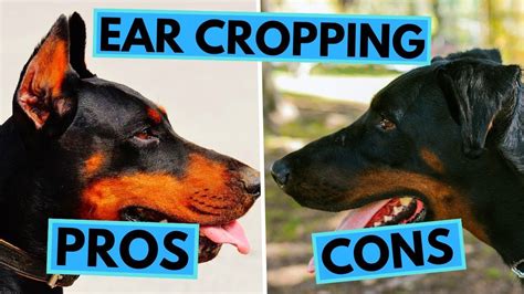 Ear Cropping Pros And Cons Natural Ears Vs Cropped Ears Ear Dogs