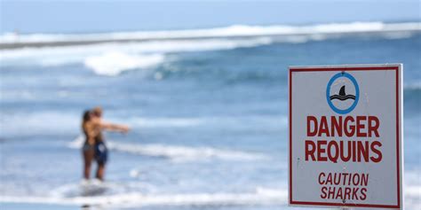 the most dangerous beaches for shark attacks in the u s huffpost