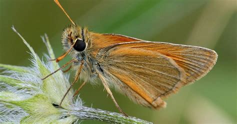 Small Skipper Butterfly Thymelicus Sylvestris Insects