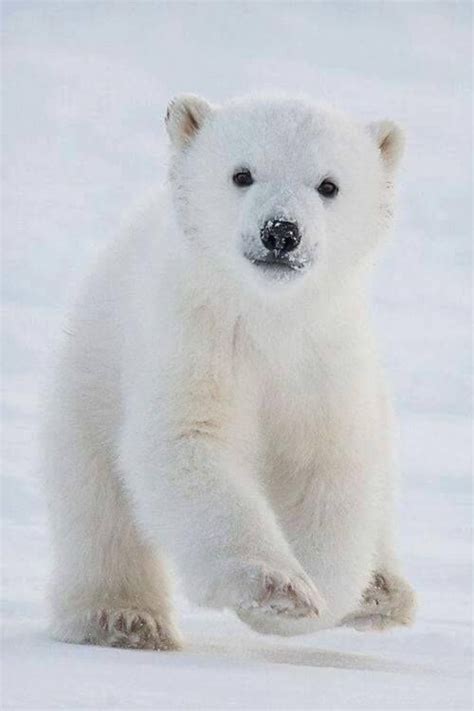 Pin By Mrewok On Bears Polar Bear Cute Baby Animals Baby Polar Bears
