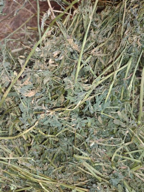 Alfalfa Hay For Sale Allhaycom