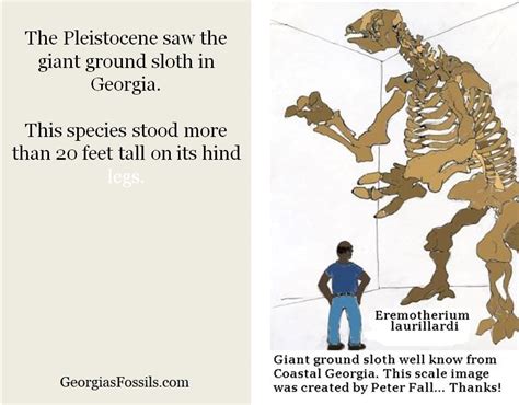 26k Georgias Fossils Presentation 500 Million Years There Are