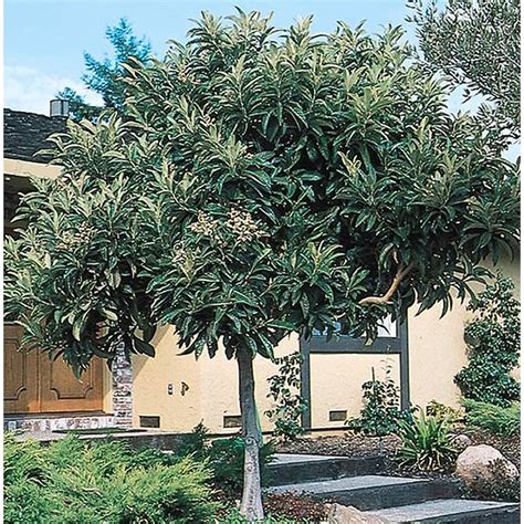 Japanese Loquat Tree L4712 At