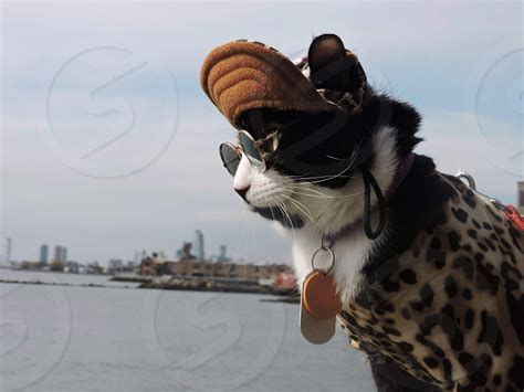 Cats Are Cooler In Brooklyn By Sebastian Rodriguez Photo Stock Studionow