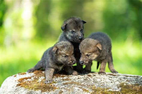 Cute Newborn Wolf Cubs Stock Photo Download Image Now Istock