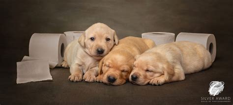 Photographing A Litter Of Labrador Puppies Red Frog Studio Photography