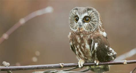 the cutest owl on imgur