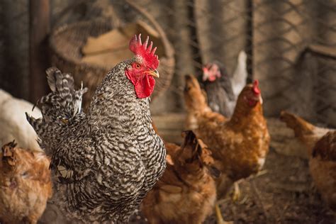 Backyard Chickens Part 1 Preparing To Buy Healthy Birds Texas Aandm Today