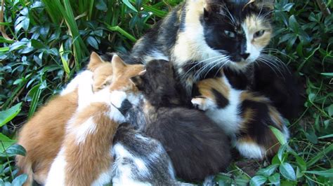 Mother Cat Feeding Seven Kittens In The Bushes Youtube