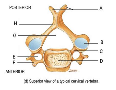 Diagram Of Typical Cervical Vertebrae