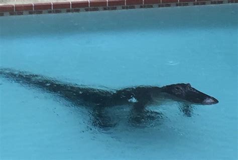 Two Alligators Found In Swimming Pools Around Tampa Florida