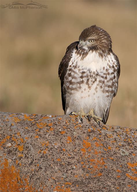 A Very Calm Red Tailed Hawk Juvenile On The Wing Photography