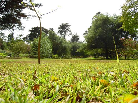 Golden Gate Park Field Free Stock Photo Public Domain Pictures