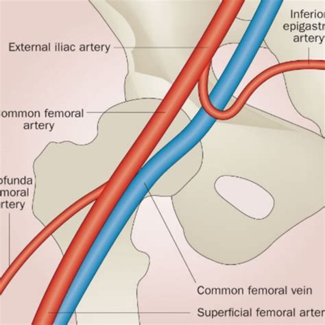 The Common Femoral Vein Is Measured At The Level Immediately Proximal