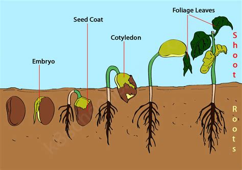Seed Germination Quiz | Science Lessons for kids | Science Quiz