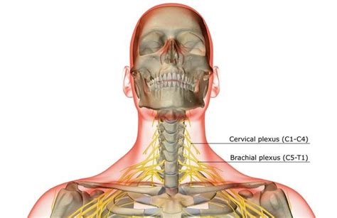 The Bones Of The Neck Science And Technology Social Studies Image