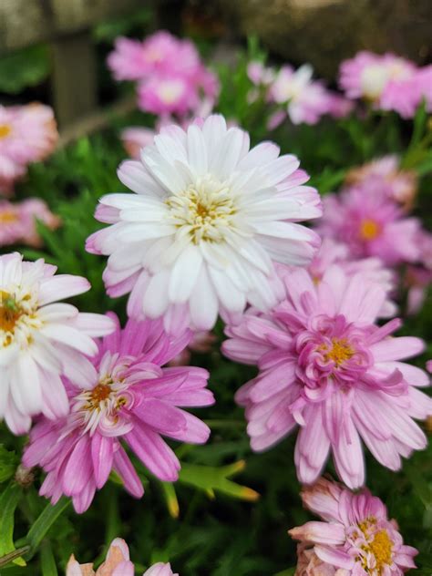 Argyranthemum Aramis Pink Eye Marguerite Daisy 6 Pot Hello Hello