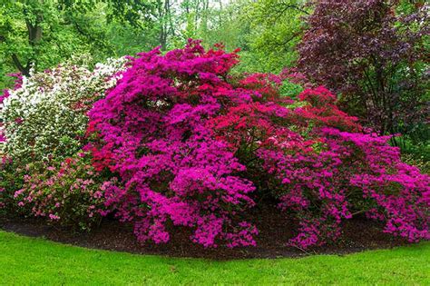 21 Of The Best Azaleas Varieties Gardeners Path
