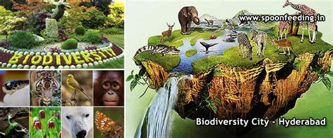 What Is Biodiversity Why Is Biodiversity Important Download