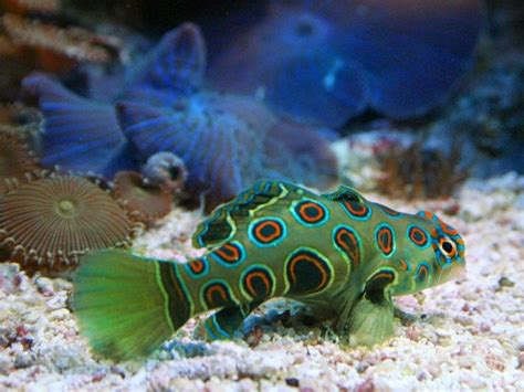 Spotted Mandarin Goby I Love These Little Guys Beautiful Sea