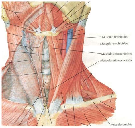 Los Músculos De La Masticación Musculos Atlas De Anatomía Músculos