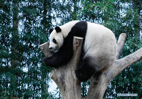 Chinese Giant Pandas Meet Public At Panda World Of Everland In S Korea